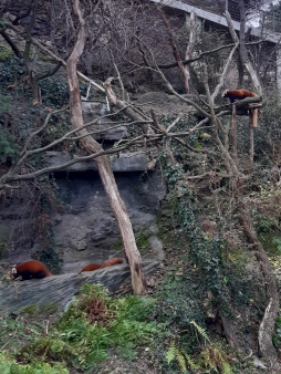 Pražská ZOO - Co dělají zvířata v zimě