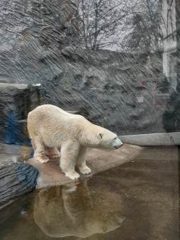 Pražská ZOO - Co dělají zvířata v zimě