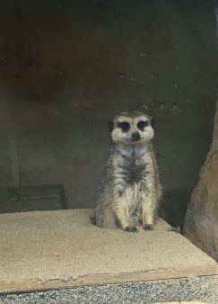 Pražská ZOO - Co dělají zvířata v zimě