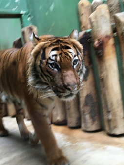 Pražská ZOO - Co dělají zvířata v zimě
