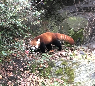 Pražská ZOO - Co dělají zvířata v zimě