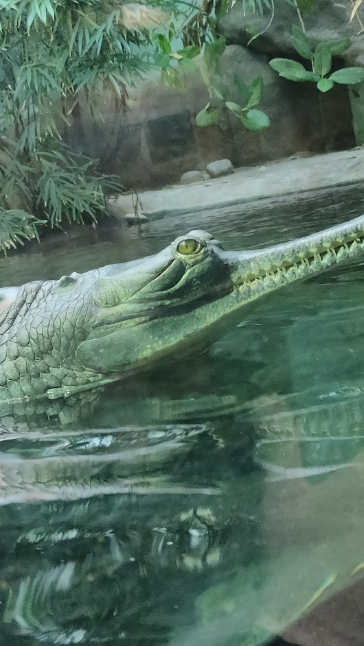 Pražská ZOO - Co dělají zvířata v zimě
