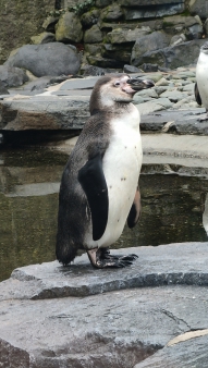 Pražská ZOO - Co dělají zvířata v zimě
