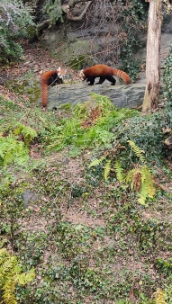 Pražská ZOO - Co dělají zvířata v zimě