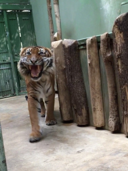 Pražská ZOO - Co dělají zvířata v zimě